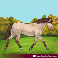 Horse Color:Chocolate Bay Dun