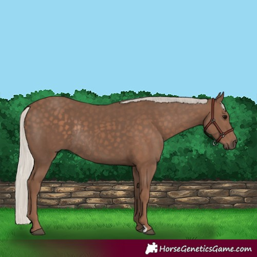 Horse Color:Silver Black Rabicano 