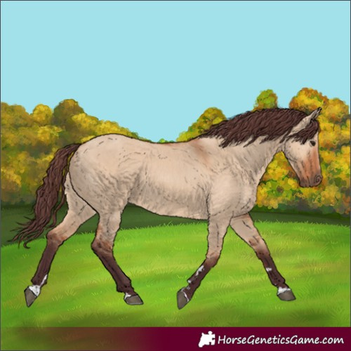 Horse Color:Chocolate Bay Dun