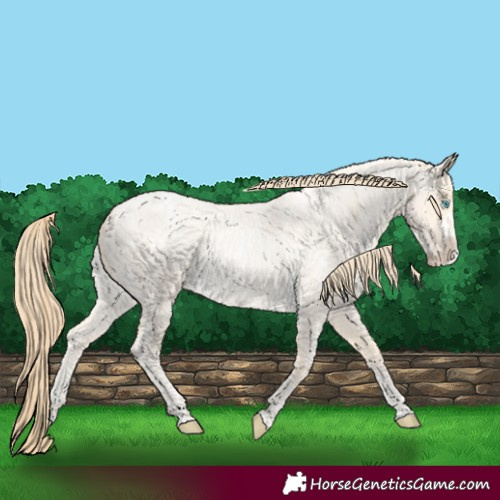 Horse Color:Buckskin Roan Pearl and Buckskin Roan Pearl Splash