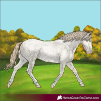 Horse Color:Buckskin Roan Pearl  and Buckskin Roan Pearl Splash 