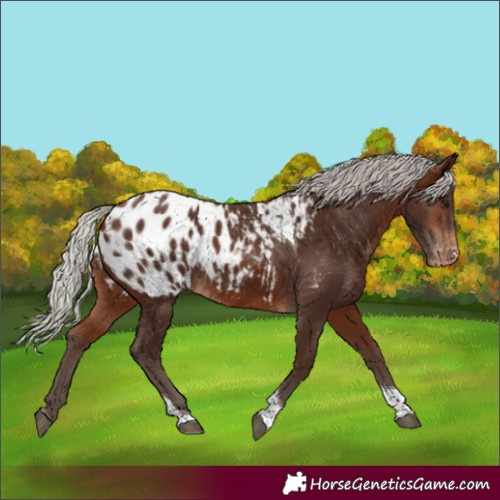 Horse Color:Silver Bay Tobiano Appaloosa 