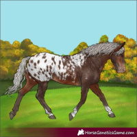 Horse Color:Silver Bay Tobiano Appaloosa