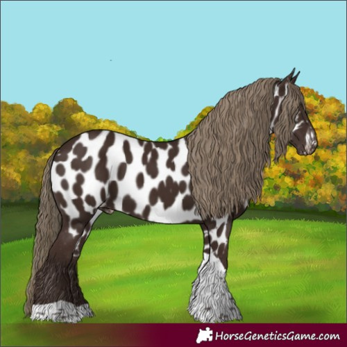 Horse Color:Liver Chestnut Tobiano Appaloosa 