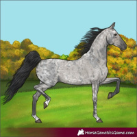 Horse Color:Blue Ice Roan  and Grullo Ice Roan 