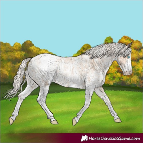 Horse Color:Chocolate Palomino Pearl Sabino Appaloosa Rabicano  and Gold Cream Champagne Pearl Sabino Appaloosa Rabicano 