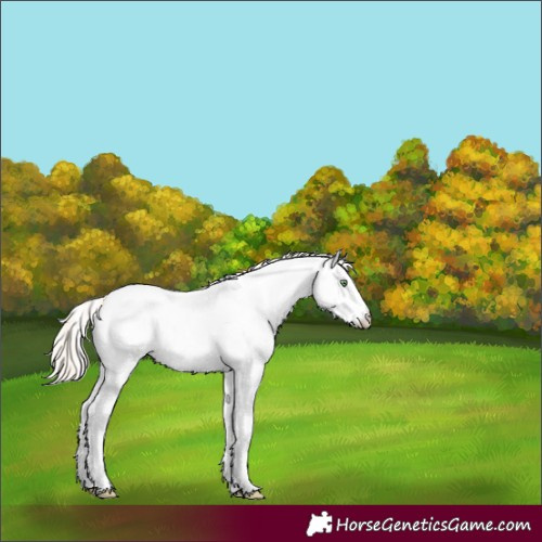 Horse Color:Gold Cream Champagne Splash Tobiano Appaloosa 