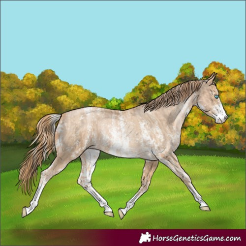 Horse Color:Chocolate Palomino Pearl Sabino Appaloosa Rabicano and Buckskin Pearl Sabino Appaloosa Rabicano