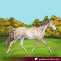 Horse Color:Chocolate Palomino Pearl Sabino Appaloosa Rabicano and Buckskin Pearl Sabino Appaloosa Rabicano