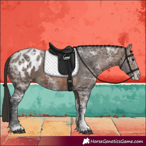 Horse Color:Brown Ice Sabino Appaloosa