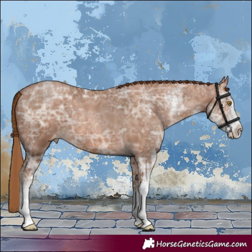 Horse Color:Brown Ice Pearl Sabino Appaloosa 