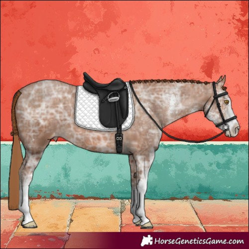 Horse Color:Brown Ice Pearl Sabino Appaloosa