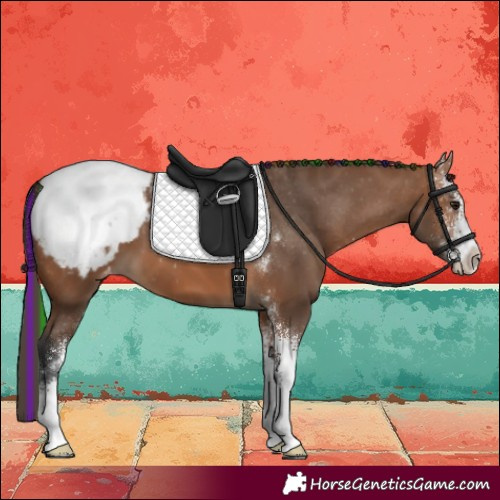 Horse Color:Painted Bay Sabino Appaloosa