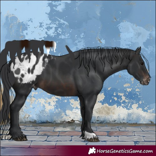 Horse Color:Brown Appaloosa