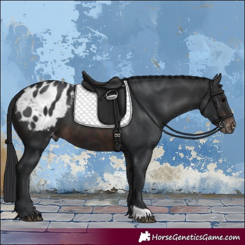Horse Color:Brown Appaloosa