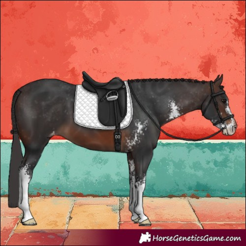 Horse Color:Brown Sabino Appaloosa
