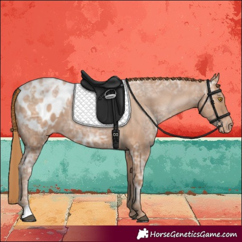 Horse Color:Brown Ice Pearl Appaloosa
