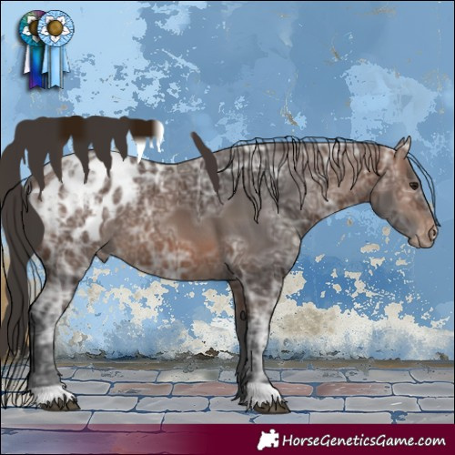 Horse Color:Brown Ice Appaloosa 