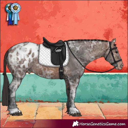 Horse Color:Brown Ice Appaloosa 