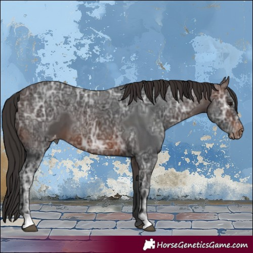 Horse Color:Brown Ice Appaloosa 