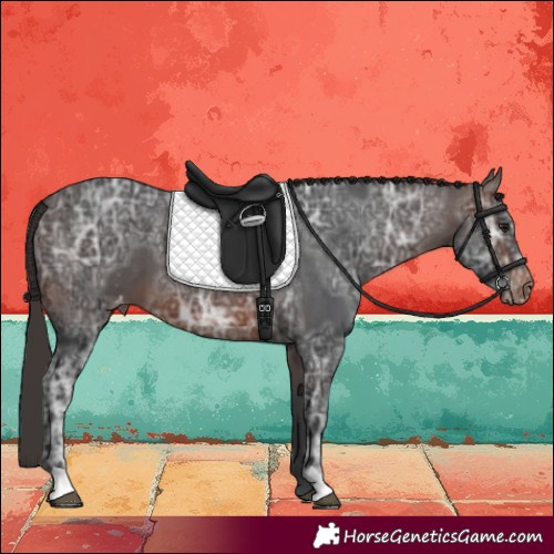 Horse Color:Brown Ice Appaloosa