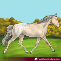 Horse Color:Palomino Blanket
