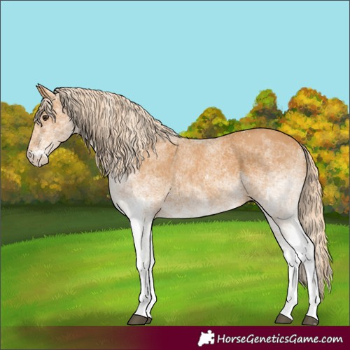 Horse Color:White Spotted Chestnut