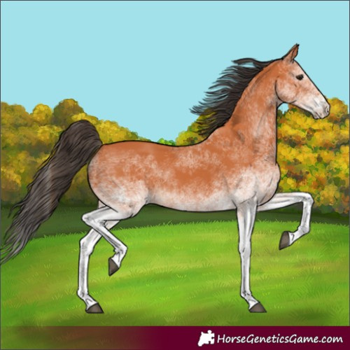Horse Color:White Spotted Bay 
