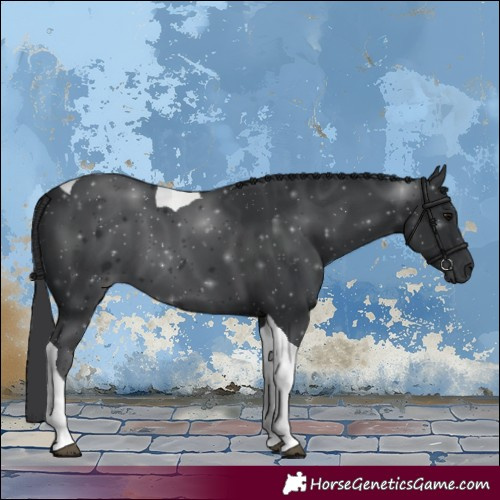 Horse Color:Black Tobiano 