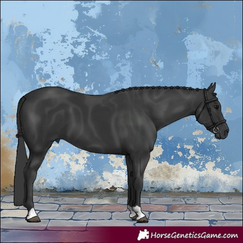 Horse Color:Black 