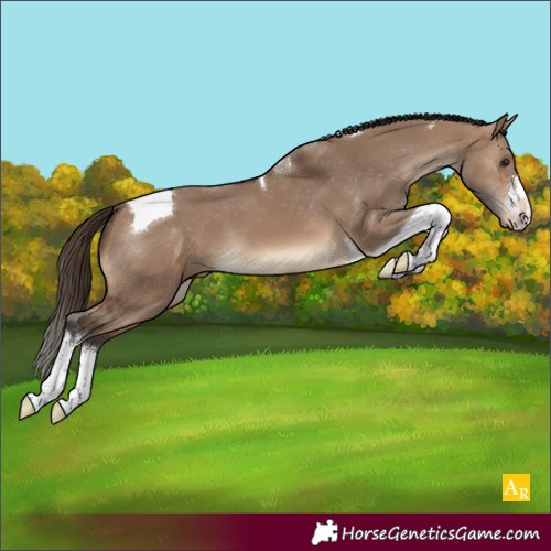 Horse Color:White Spotted Brown Dun Tobiano Appaloosa