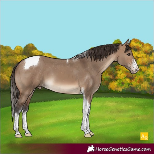 Horse Color:White Spotted Brown Dun Tobiano Appaloosa 
