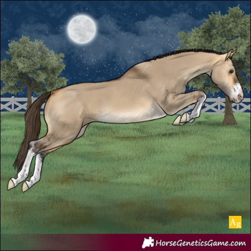 Horse Color:White Spotted Buckskin Dun