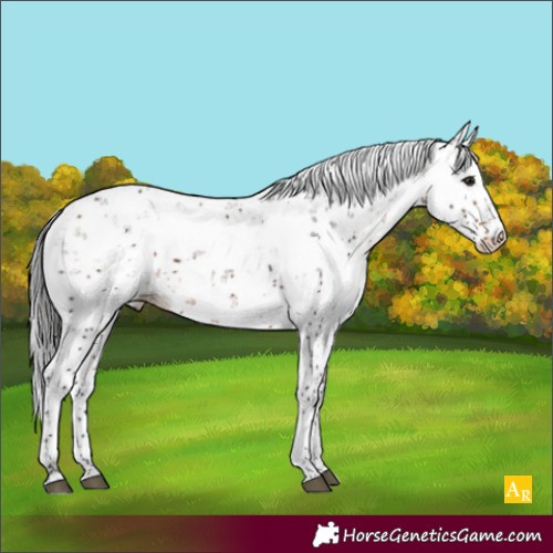 Horse Color:Bay Sabino 