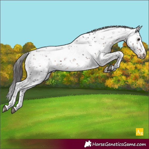 Horse Color:Bay Sabino