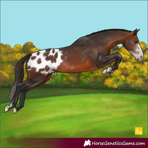 Horse Color:Brown Sabino Blanket Rabicano 