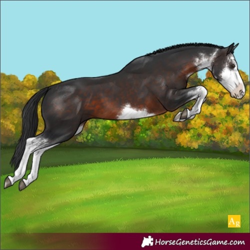 Horse Color:White Spotted Brown