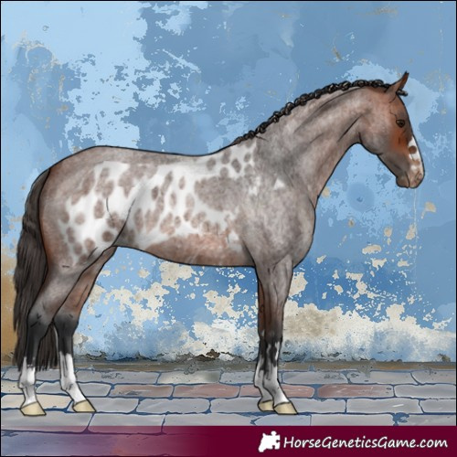 Horse Color:Bay Roan Skewed Appaloosa 
