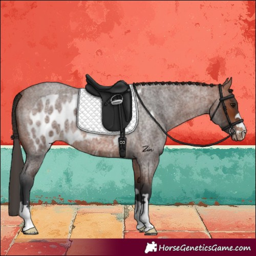 Horse Color:Bay Roan Skewed Appaloosa 