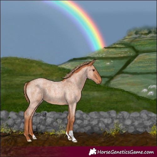 Horse Color:Red Roan 