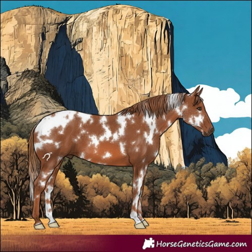 Horse Color:White Spotted Chestnut 