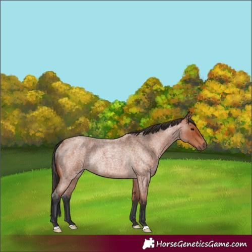 Horse Color:Bay Roan Rabicano