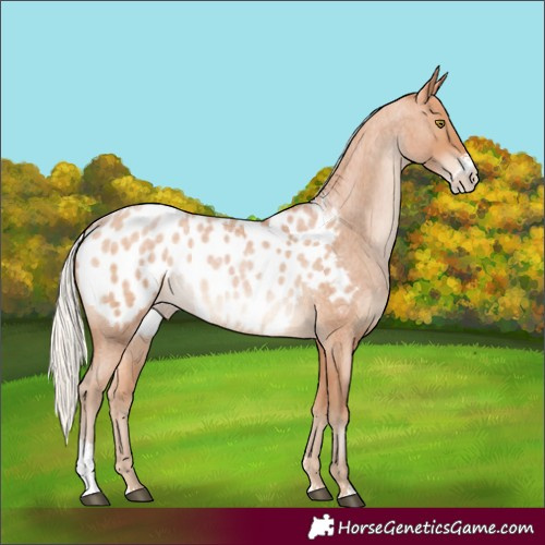 Horse Color:Silver Bay Roan Pearl Sabino Blanket 