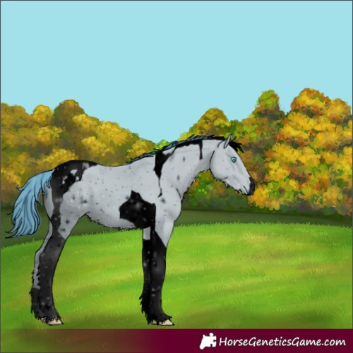 Horse Color:ERROR: UNKNOWN ANOMALY