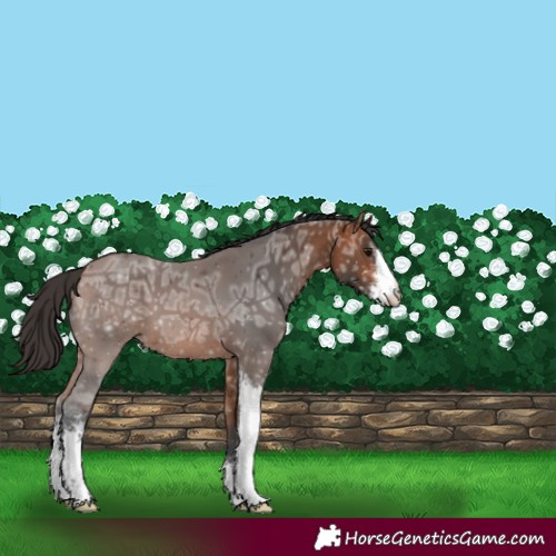 Horse Color:Bay Ice Sabino 