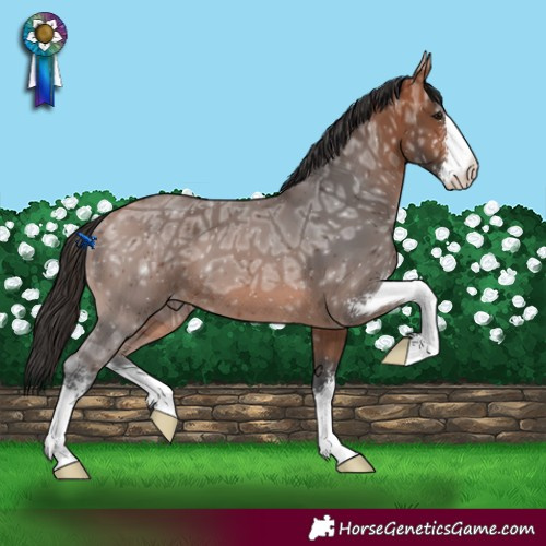 Horse Color:Bay Ice Sabino 