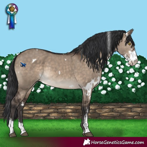 Horse Color:White Spotted Brown Dun Sabino Rabicano 