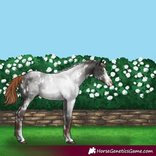 Horse Color:White Spotted Liver Chestnut Sabino Appaloosa Rabicano