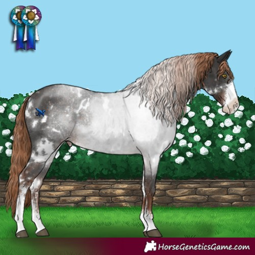 Horse Color:White Spotted Liver Chestnut Sabino Appaloosa Rabicano