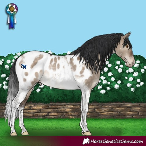 Horse Color:Brown Dun Tobiano Appaloosa Rabicano 